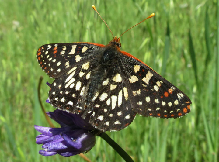 Checkerspot Butterfly